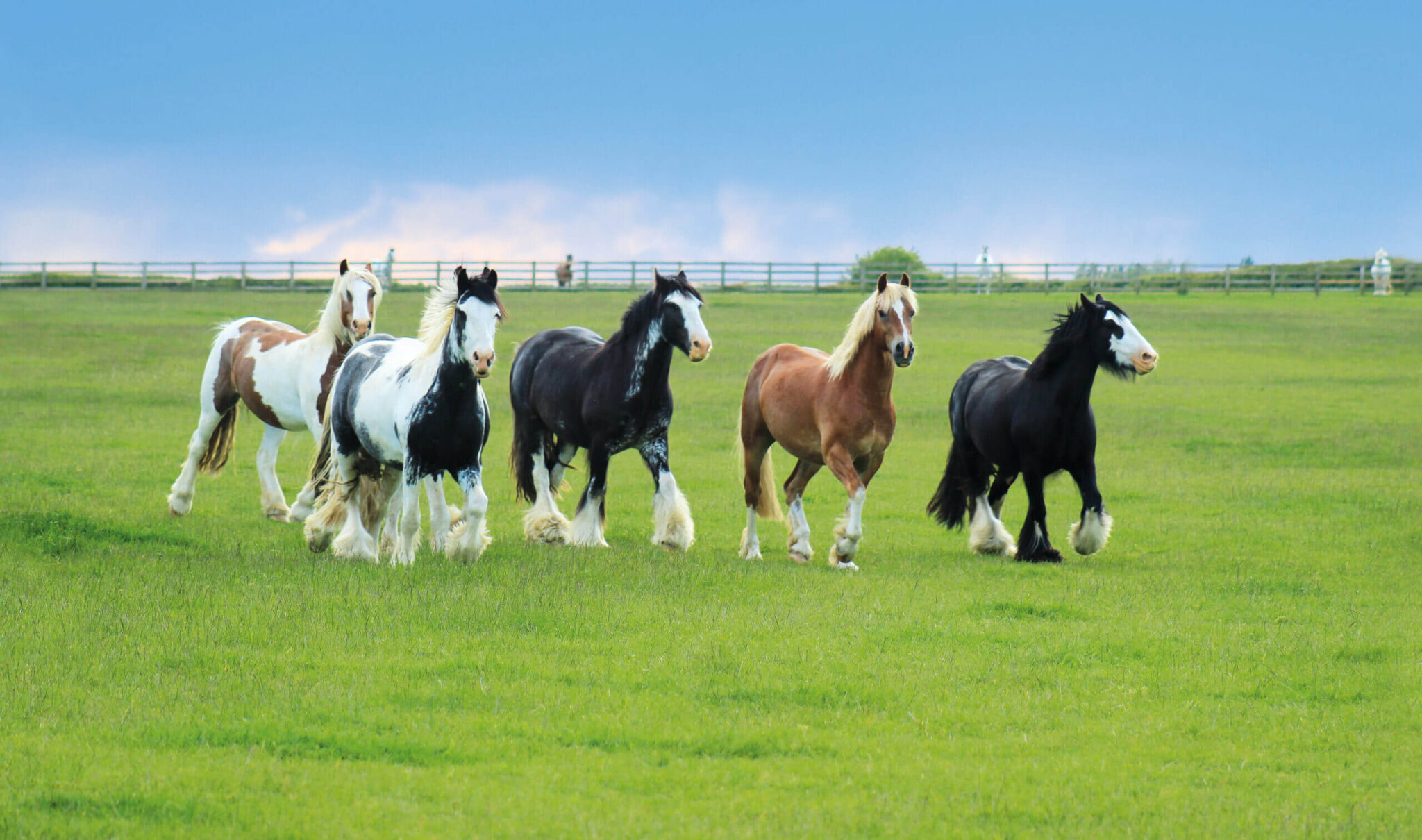 herd of ponies running through a field