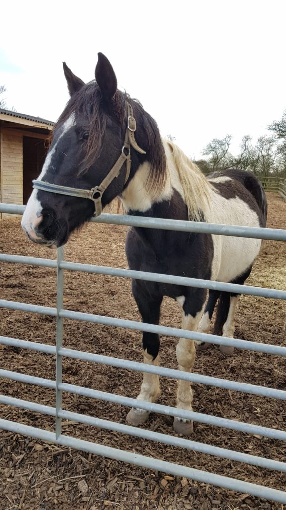 black and white cob wearing a tan headcollar stood with his head over a metal gate