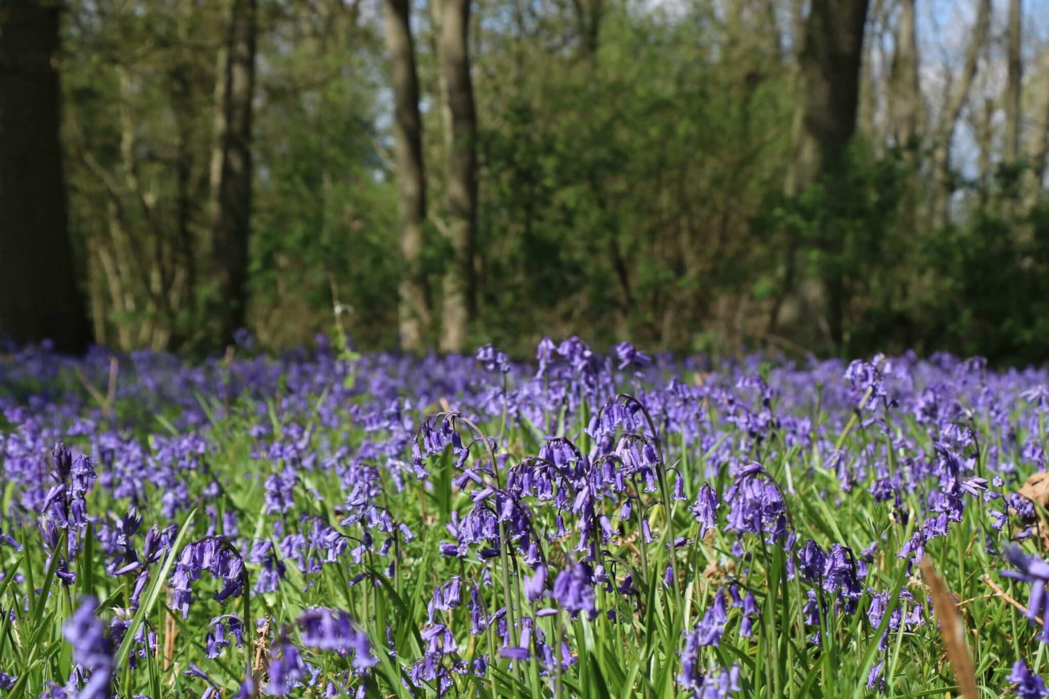 bluebells in the woods