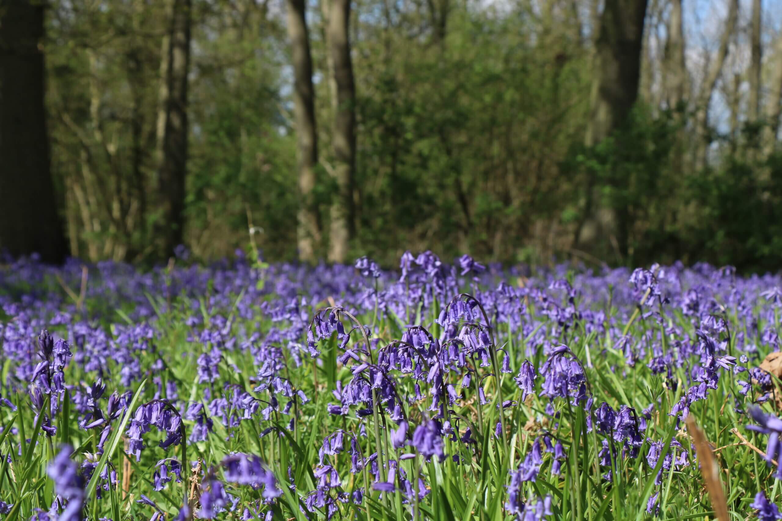 bluebells in the woods