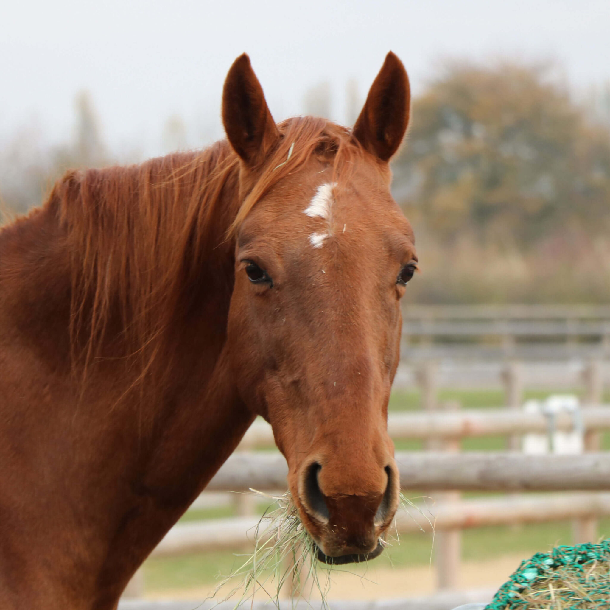 headshot of chestnut pony with chestnut mane and a white mark on forehead