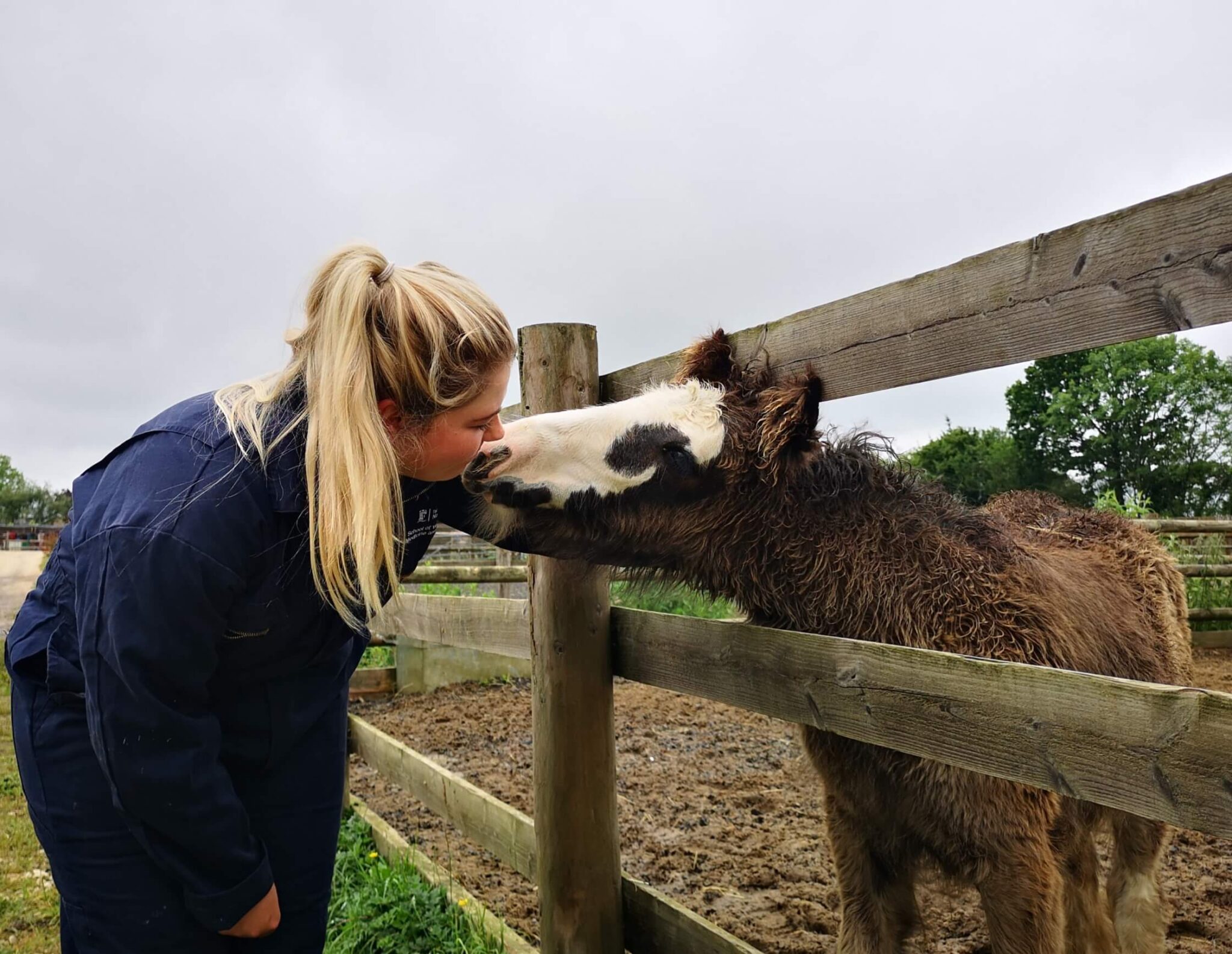 member of staff kissing a rescued colt on the nose