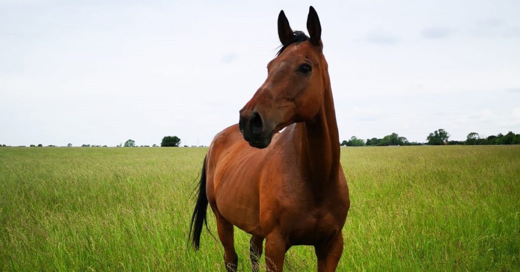 bay thoroughbred stood in a field of long grass looking off to the side