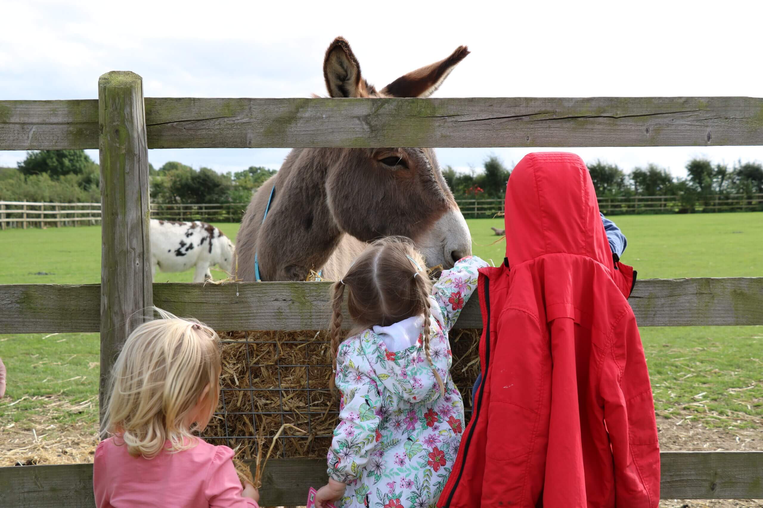 group of children meeting a rescued donkey
