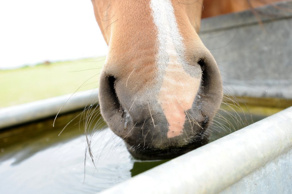 close up of a horses runny nose while they drink from a water trough