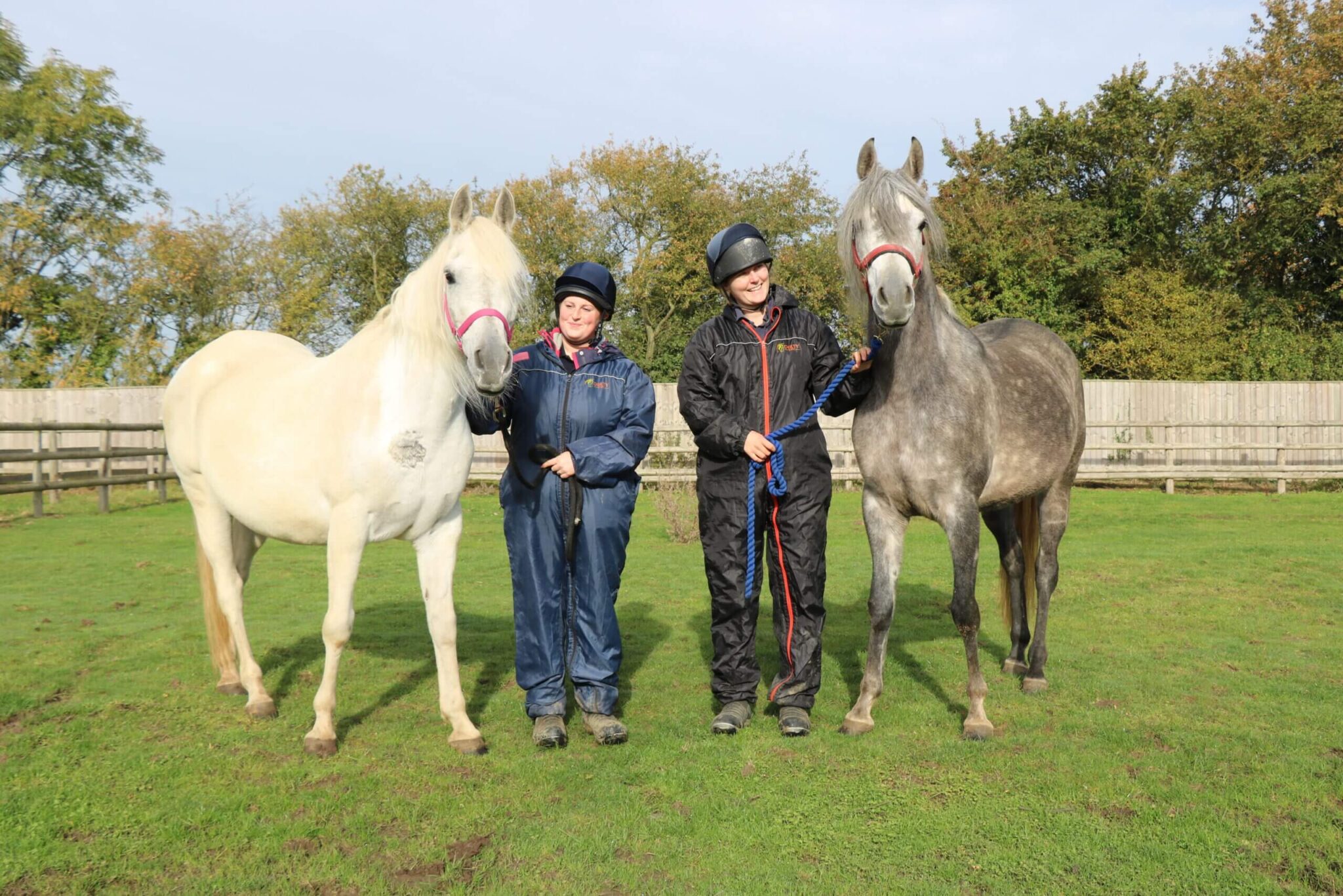 grey and dappled grey arabs stood with their handlers in a field