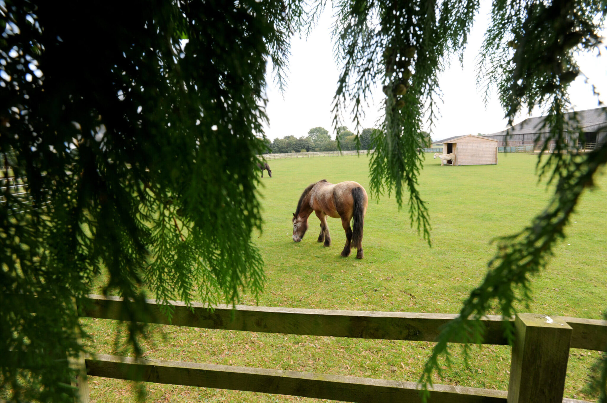 pony stood in a field