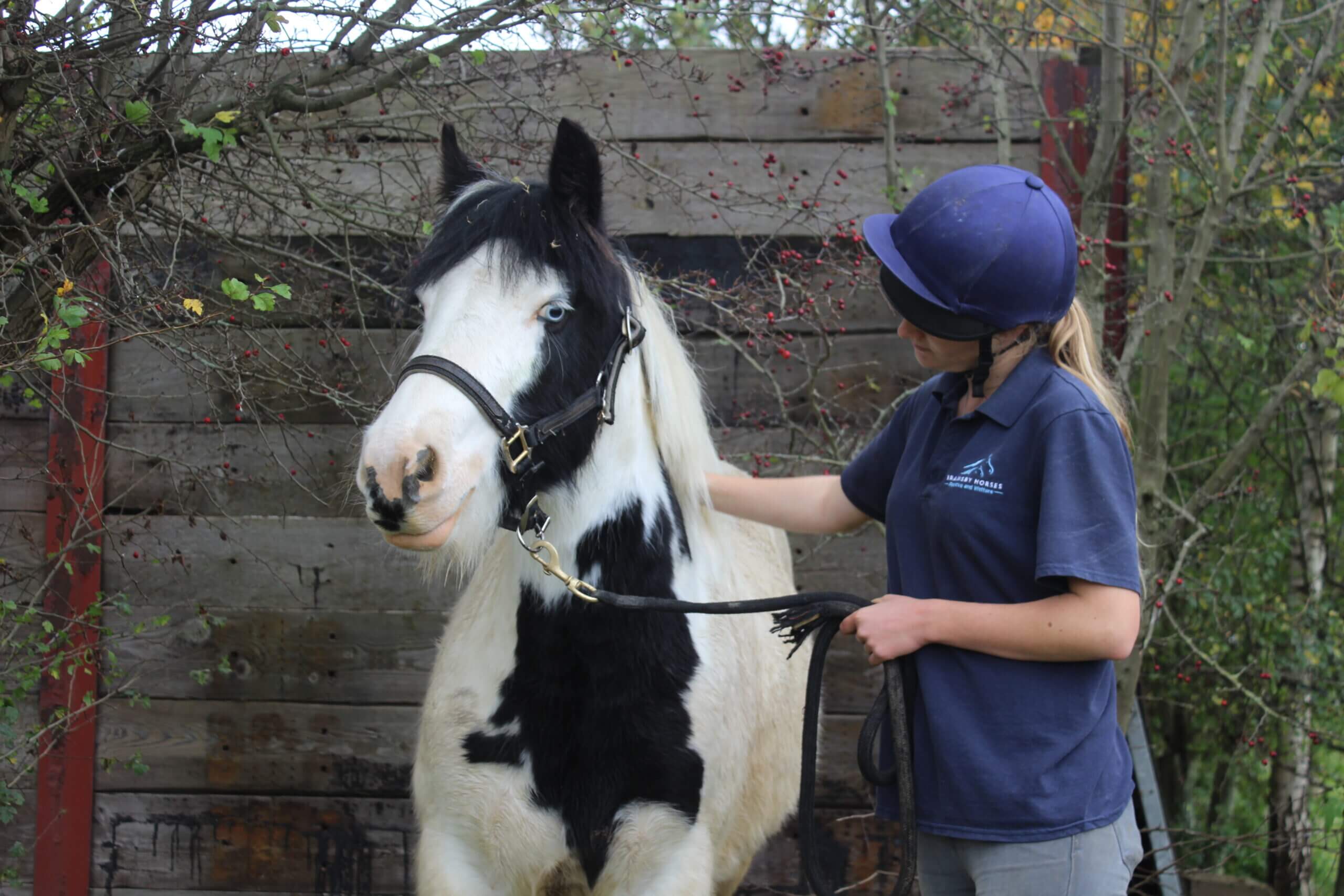 black and white cob wearing a black headcollar and being held by a member of staff