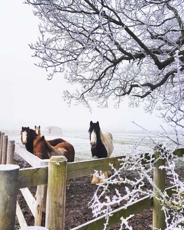 Laminitis Alert to all Equine Owners Bransby Horses