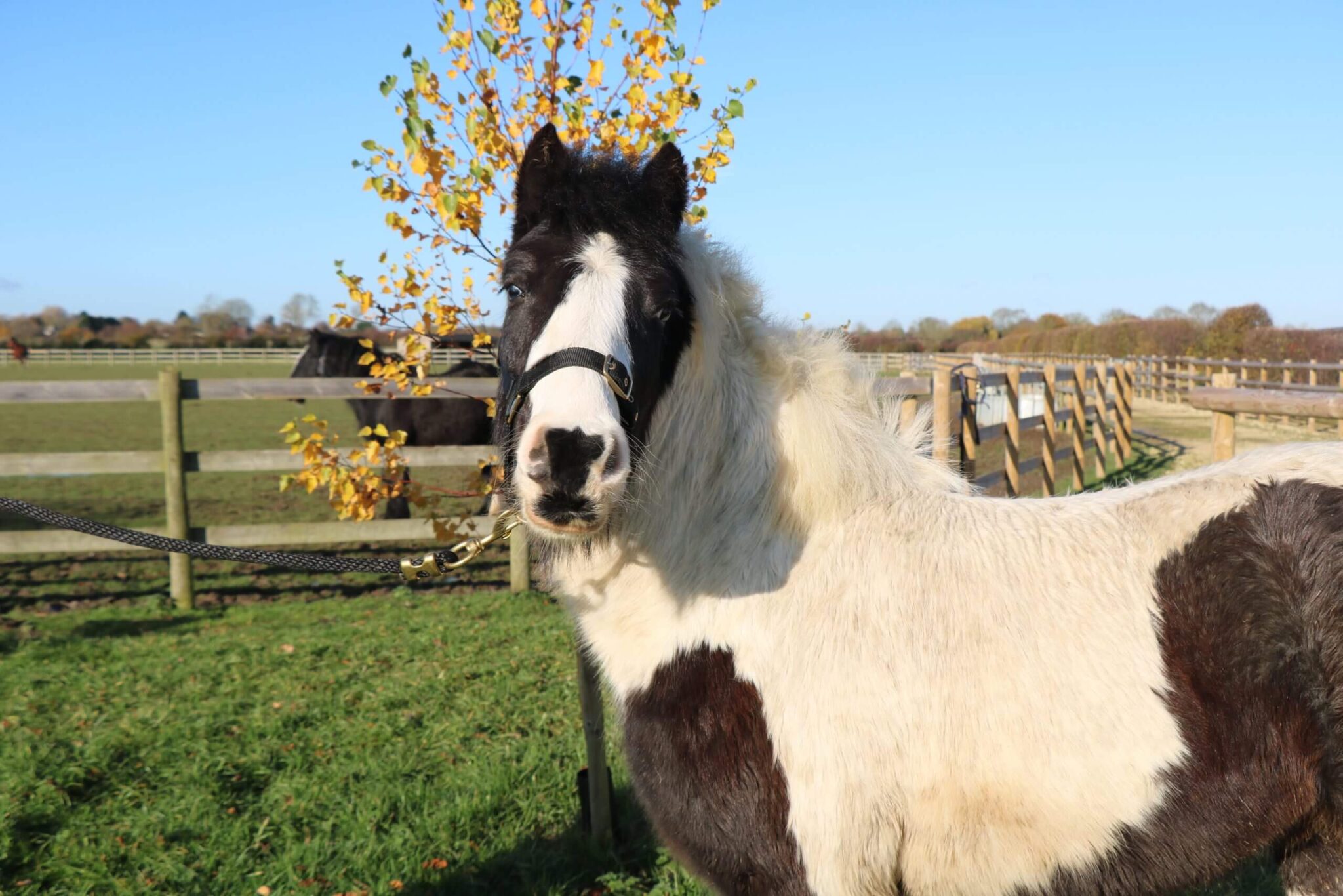 black and white cob with head turned towards the camera wearing a black headcollar