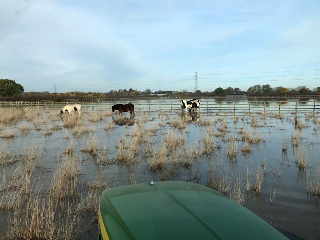 ponies stood in a very flooded field