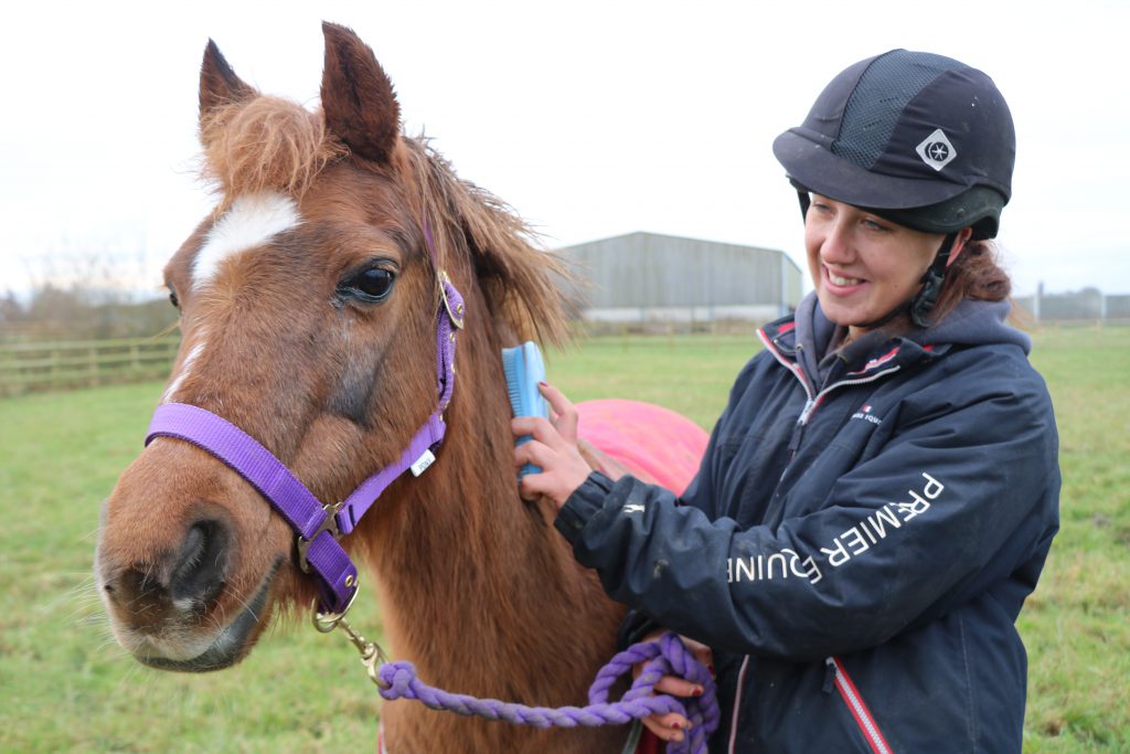 chestnut pony wearing a bright purple headcollar and being brushed by a member of staff in a field