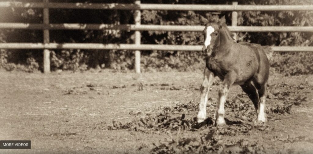 black and white photo of a young pony running through a field