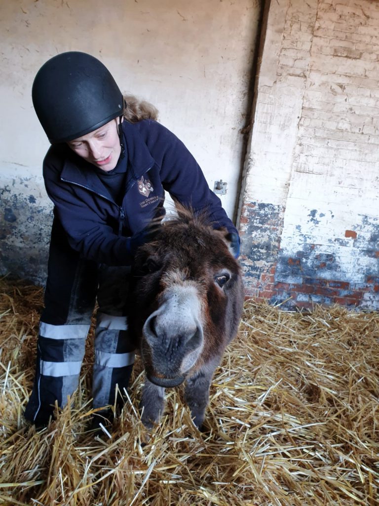 member of staff holding onto a brown donkey stood in a stable
