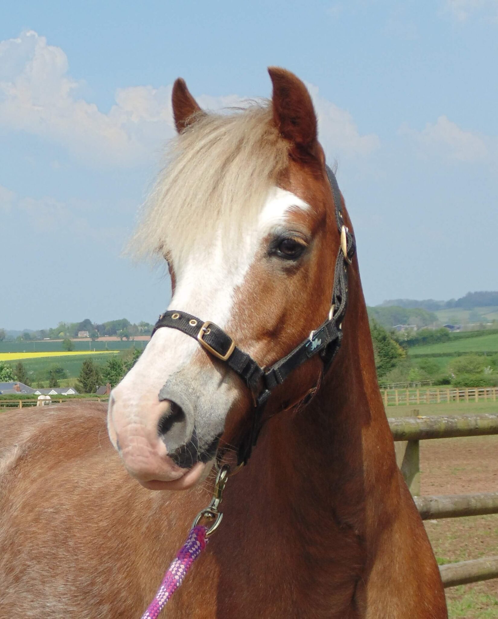 wish the pony wearing a black head collar looking off to the side