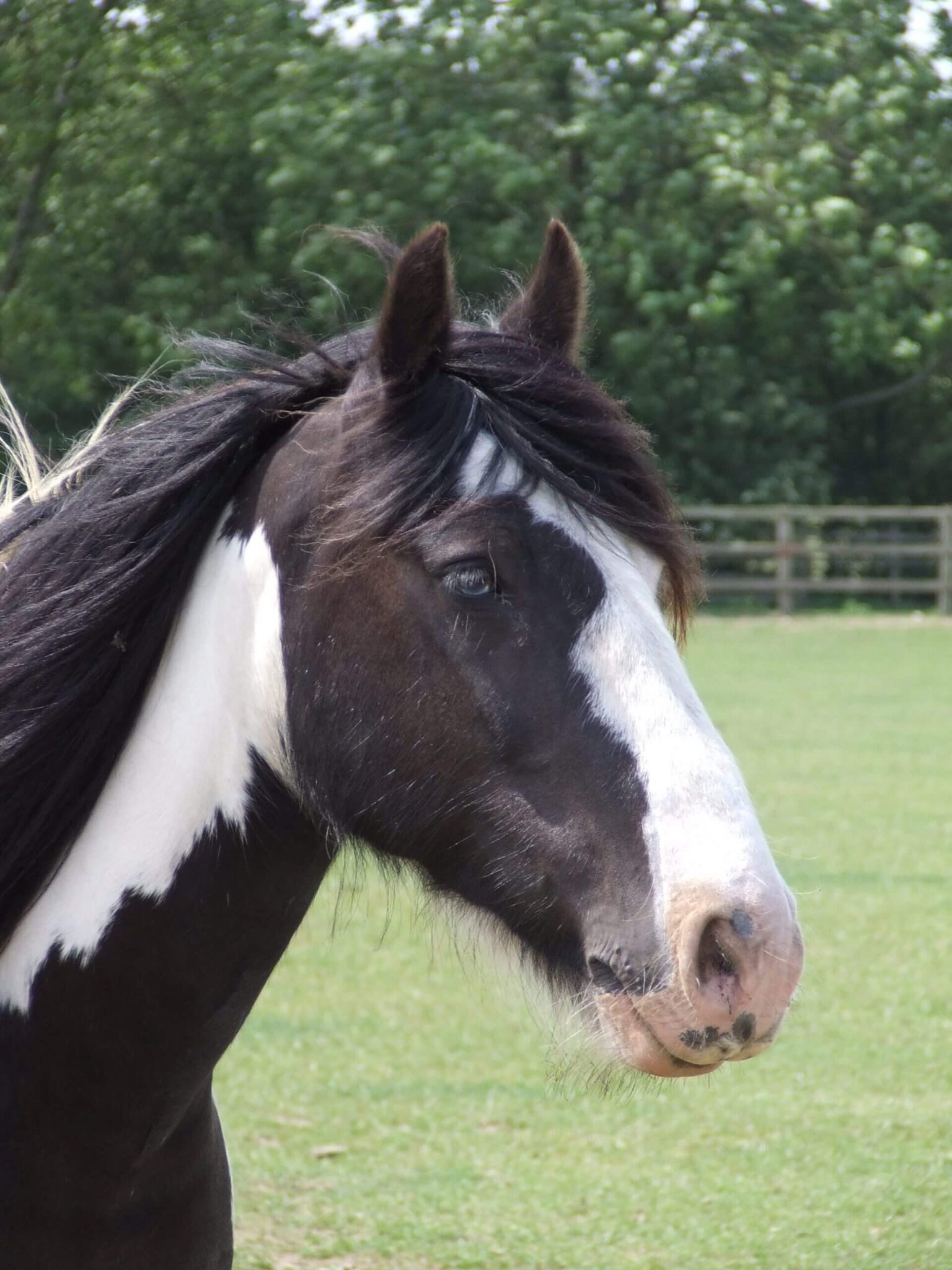 headshot of black and white cob in a field
