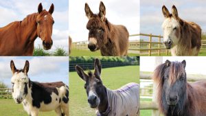 Adoption Meet and Greet Tours! @ Bransby Horses
