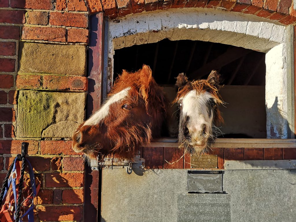 chestnut cob and black cob with their heads over a stable door