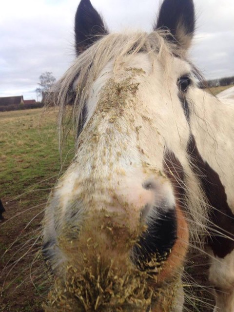 Chutney with muddy nose