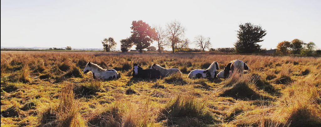group of black and white cobs lying down in a field of long grass