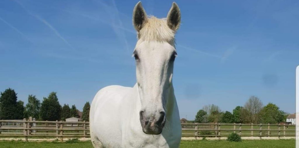 head on photo of a grey horse stood in a field looking at the camera