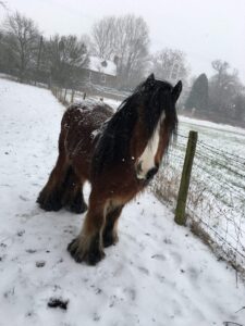 cob stood in snowy field