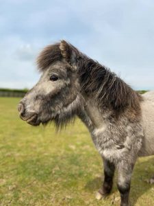 side view of grey shetland pony stood in a field