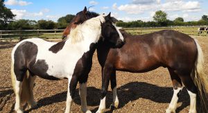 Theodore and Phantom