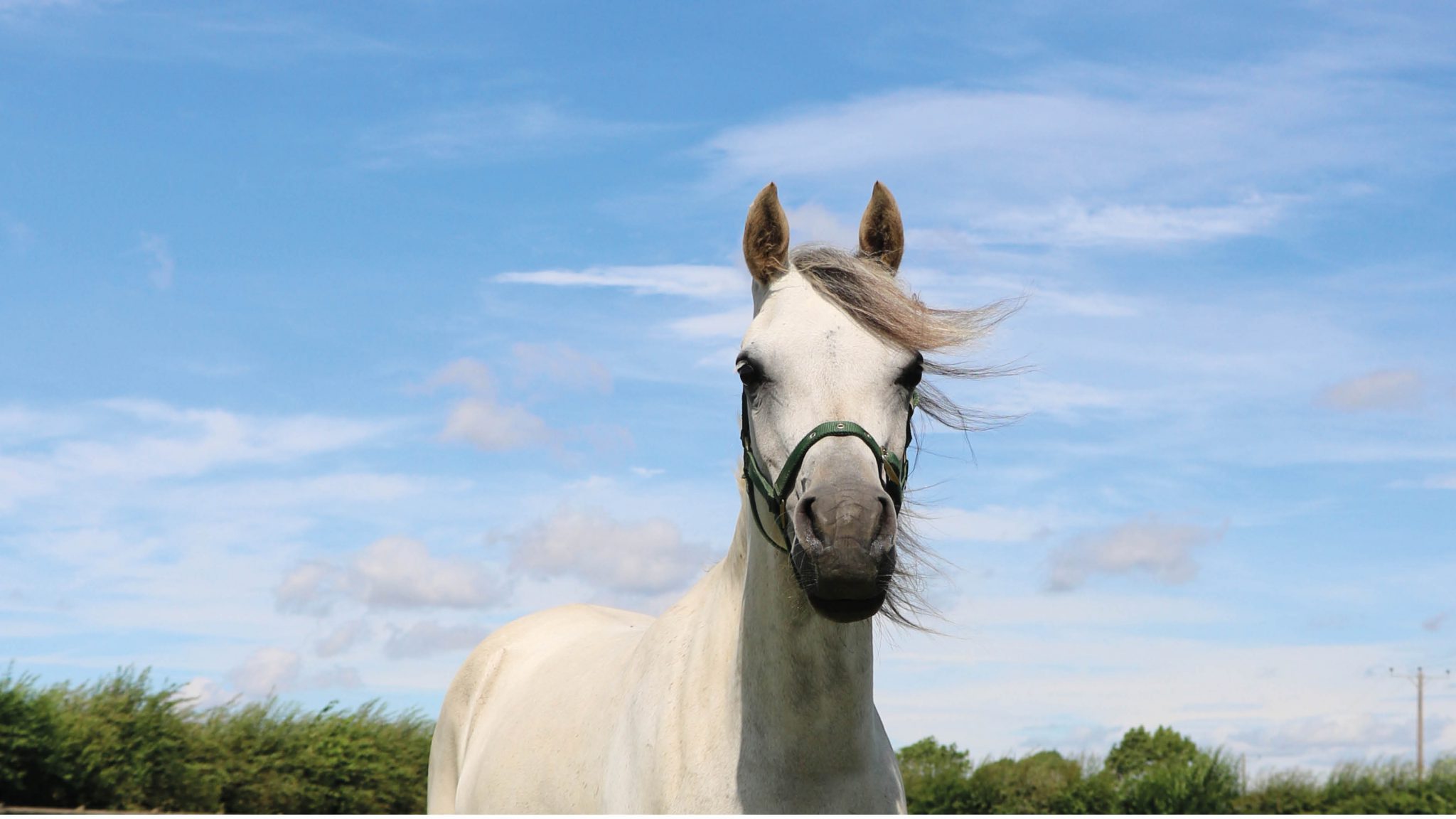 grey arab mare stood in a field wearing a green headcollar, a blue cloudy sky is behind her