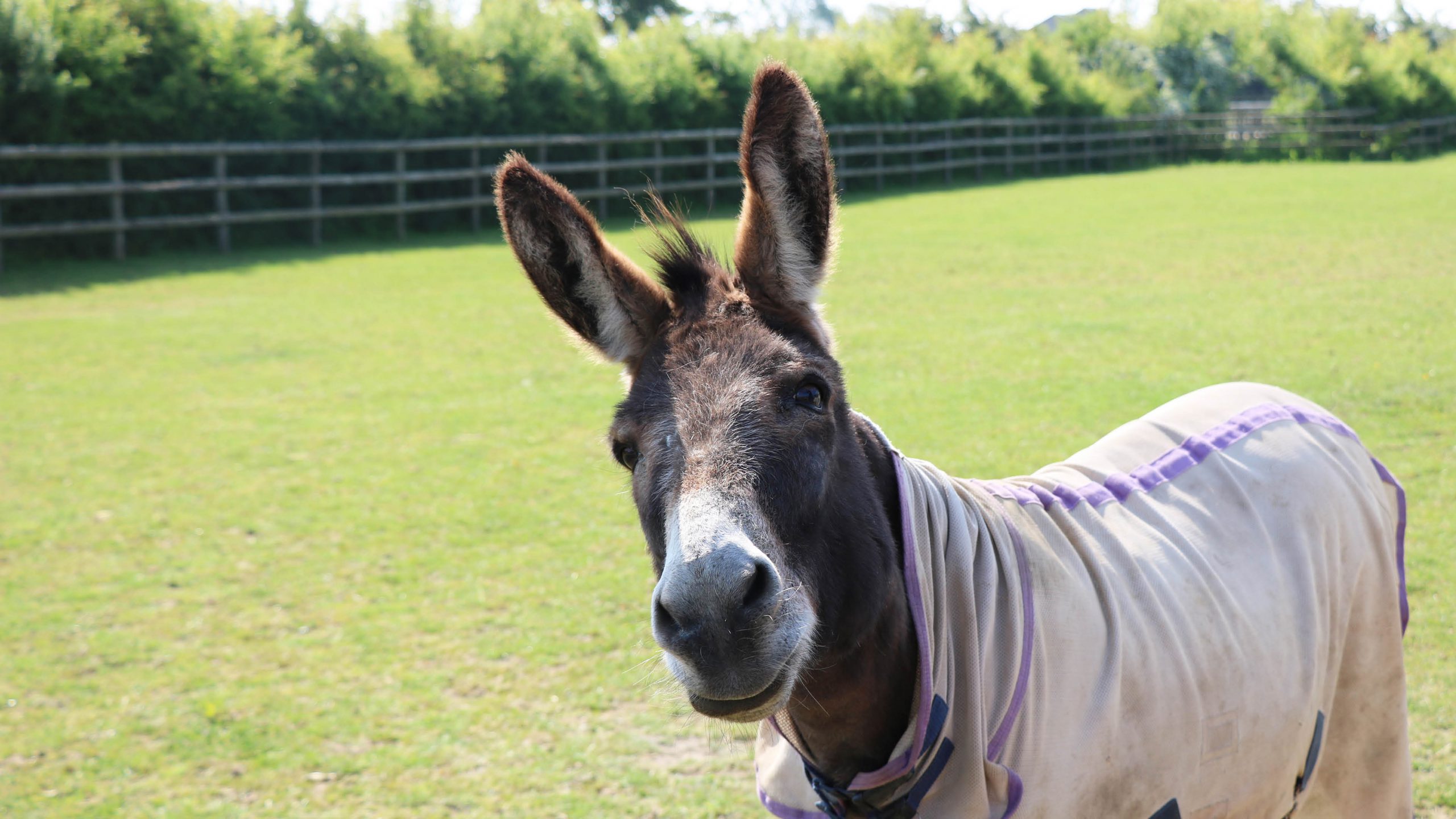 grey donkey stood in a field wearing a rug with his head tilted slightly to the side