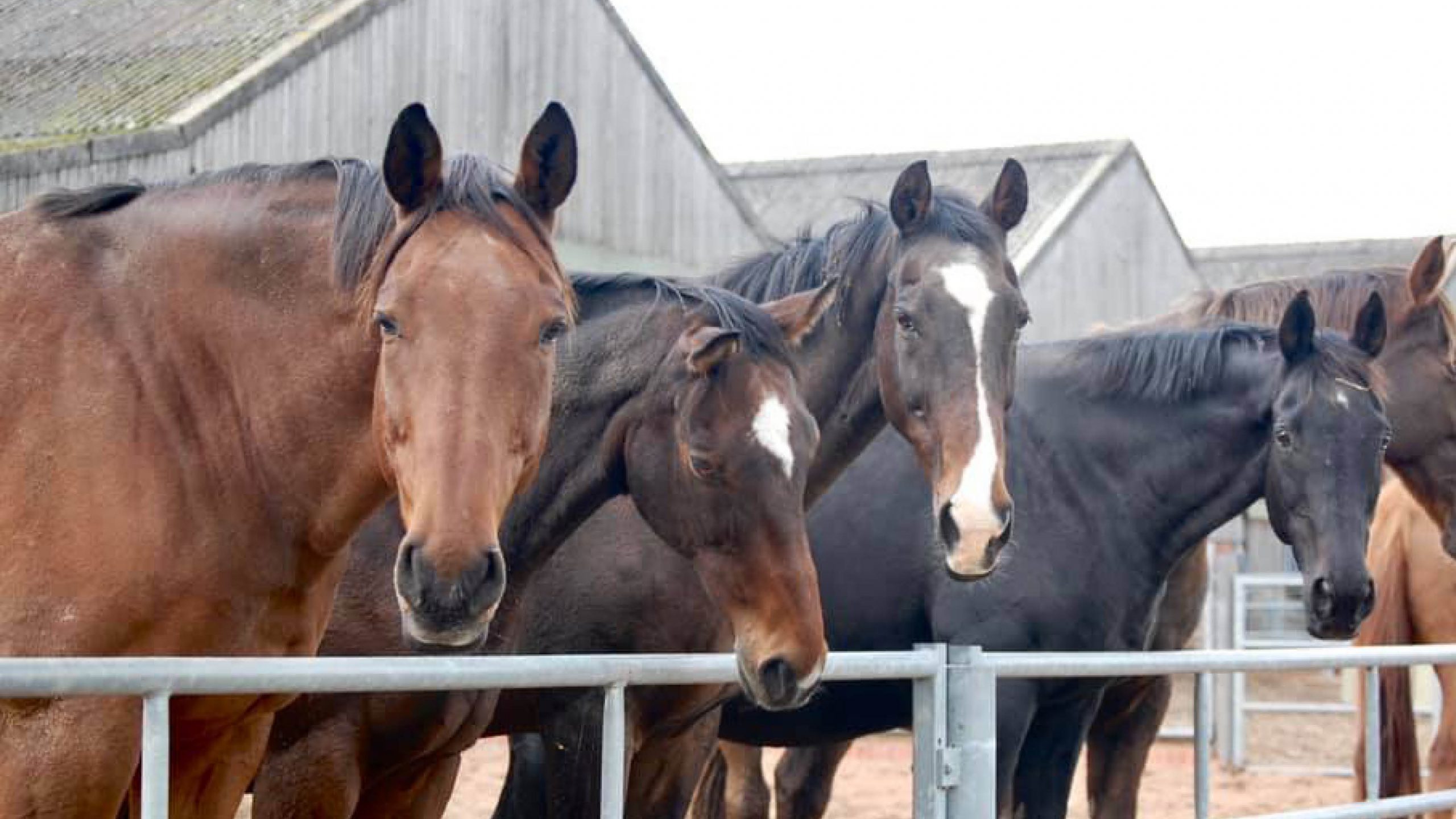 Sanctuary Care Bransby Horses