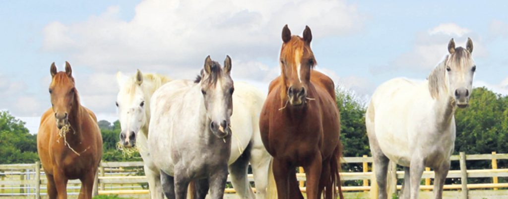 group of horses eating hay stood close together and looking at the camera