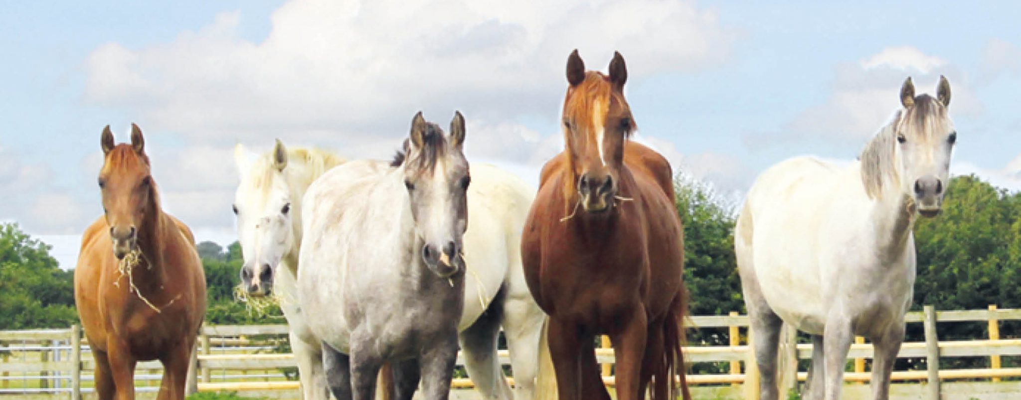 group of horses eating hay stood close together and looking at the camera