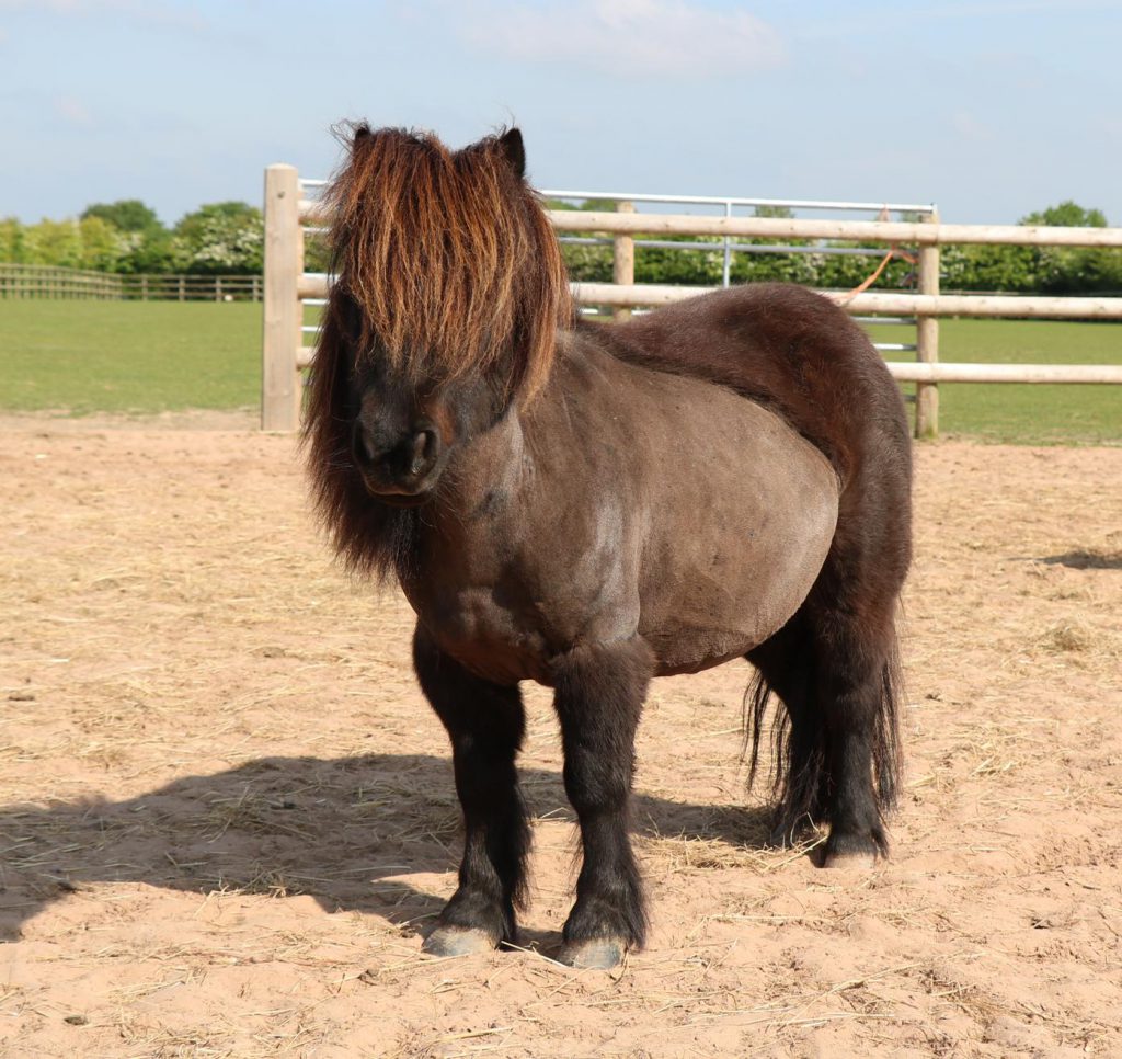 dark brown shetland pony stood on a soft pad looking at the camera
