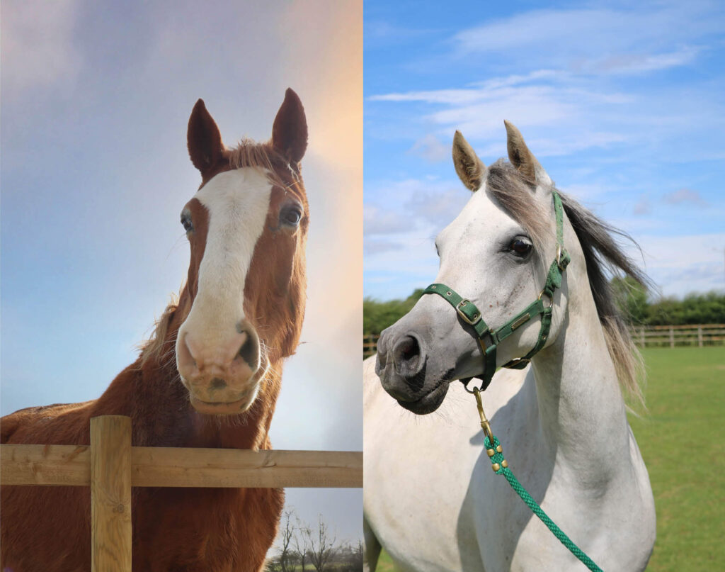 split photo of a chestnut horse on the left and a grey arab wearing a green headcollar on the right