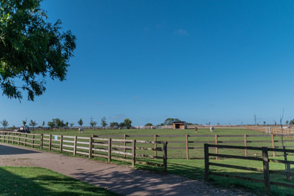 photo of fields at bransby horses with horses grazing