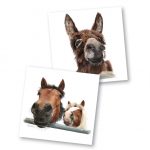 Bransby Horses Greeting Card Set