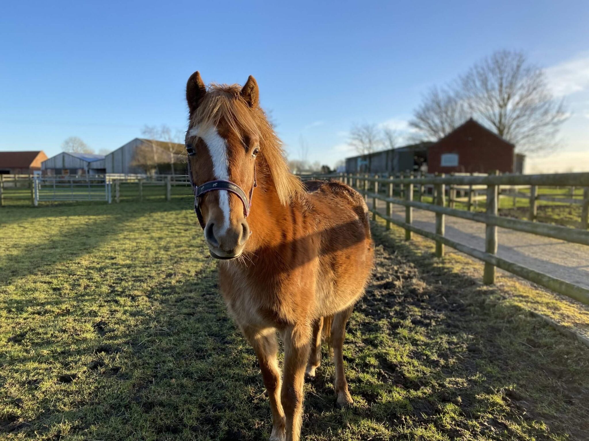 chestnut pony stood looking at the camera in a field