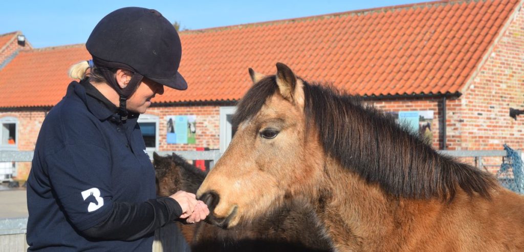 member of staff letting a dun pony sniff their hand