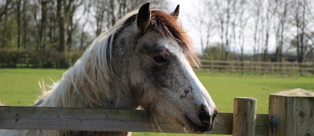 pony with a whine nose hanging his head over the fence rail
