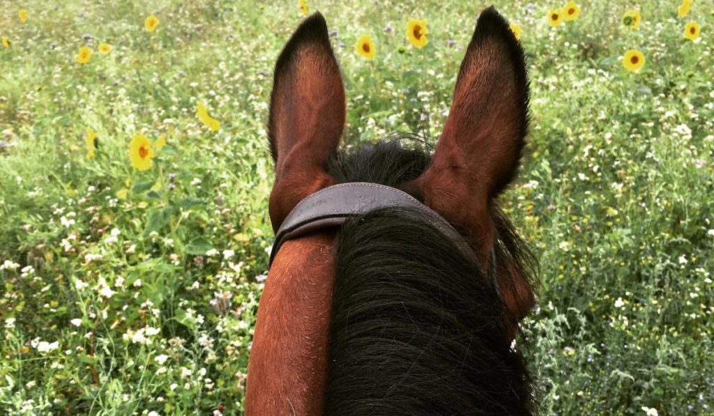 back of head image of a horse with ears pricked up