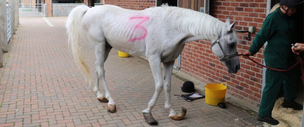 intake photo of an emaciated grey arab with severely overgrown hooves being led into a stable