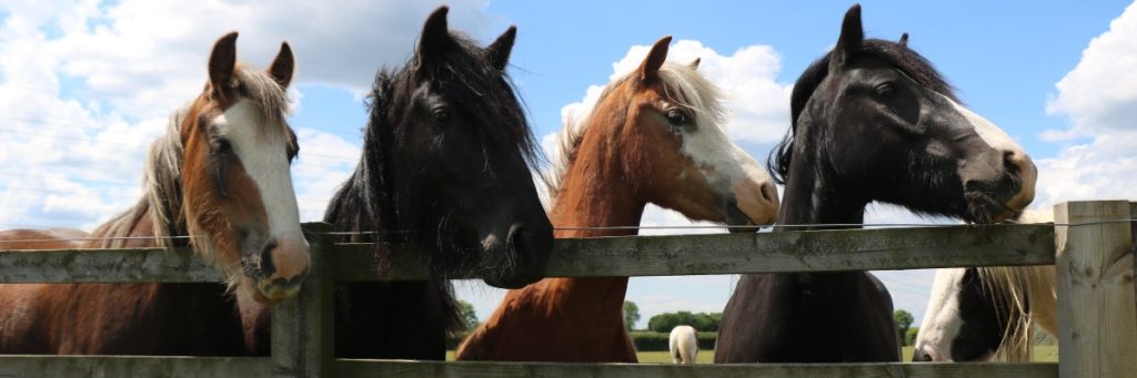 four ponies stood against the fence with their heads over the top rail and looking in the same direction off to the side