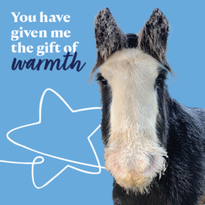 Gift of warmth