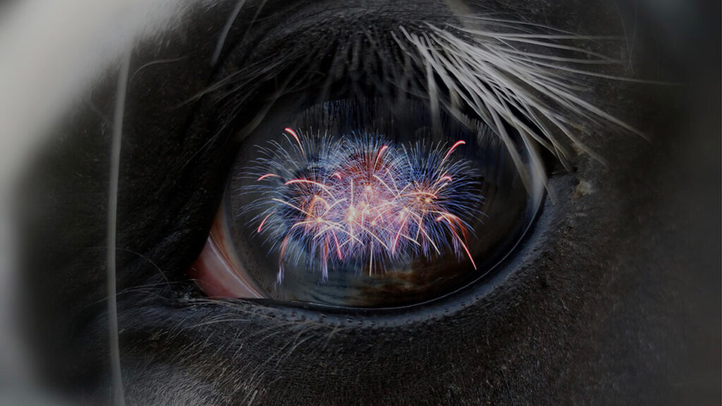 reflection of fireworks in a horses eye