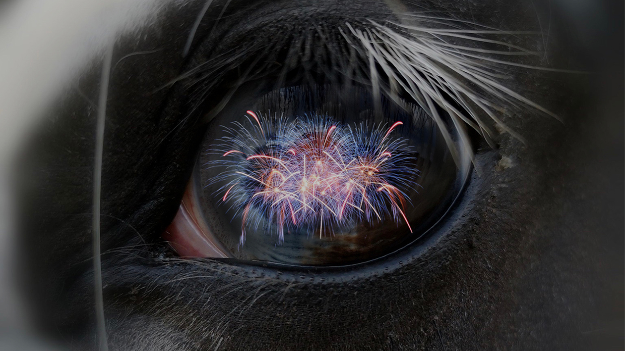 Tips for horse owners this Bonfire Night