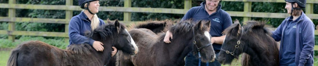 three members of staff standing with three young black foals in a field