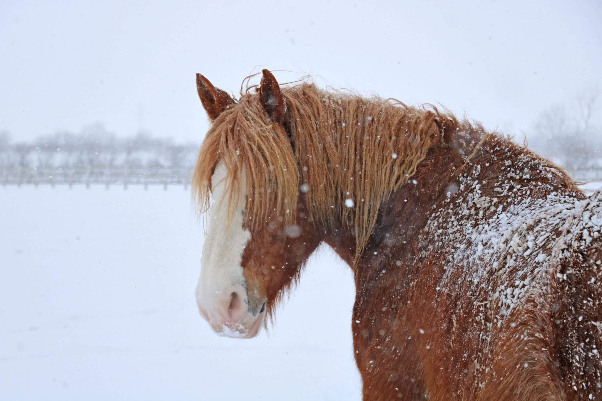 chestnut horse looking at the camera stood in a snowy field while snow is falling around them