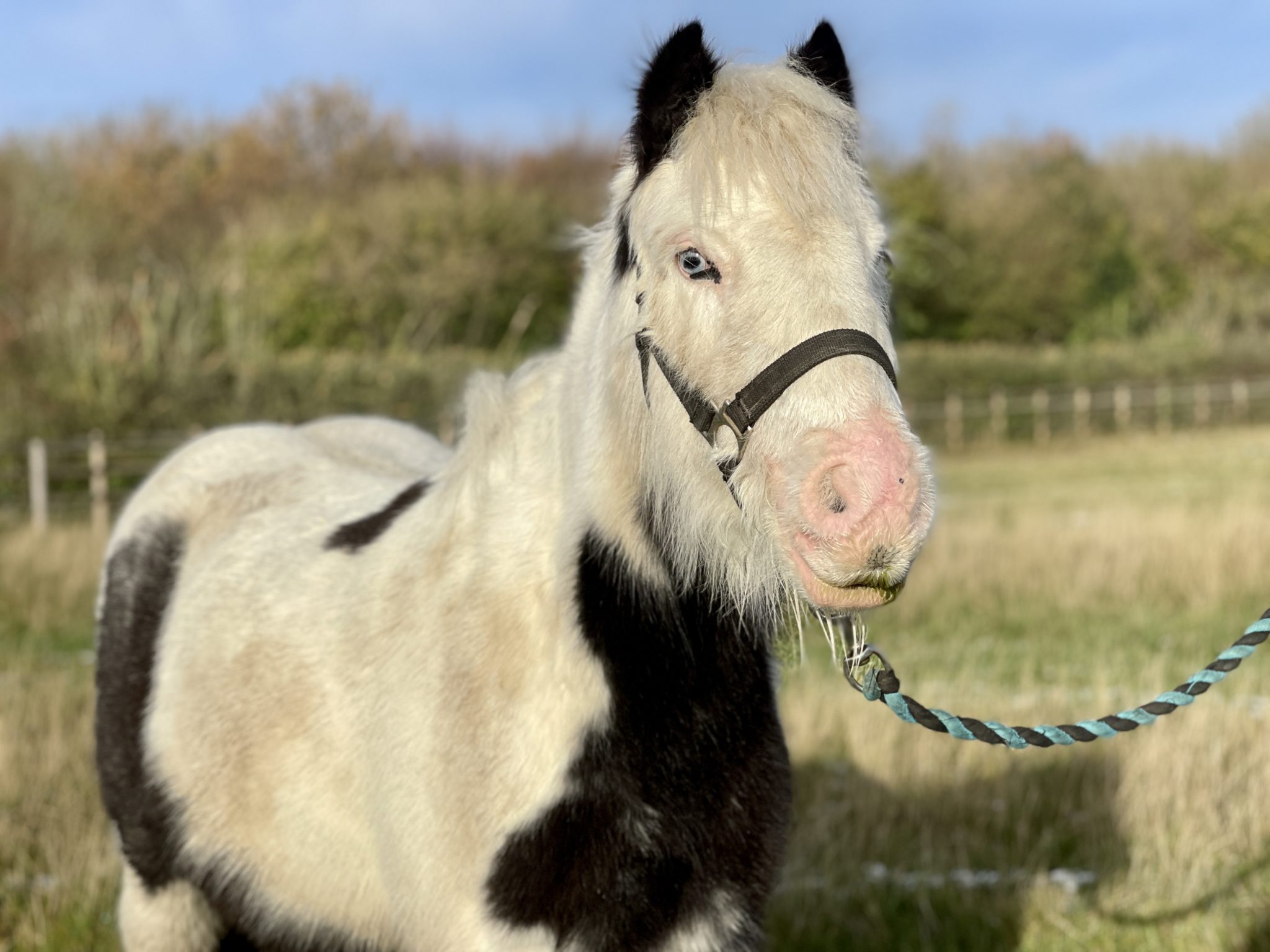 black and white cob with blue eyes wearing a black headcollar and stood in a field of long grass