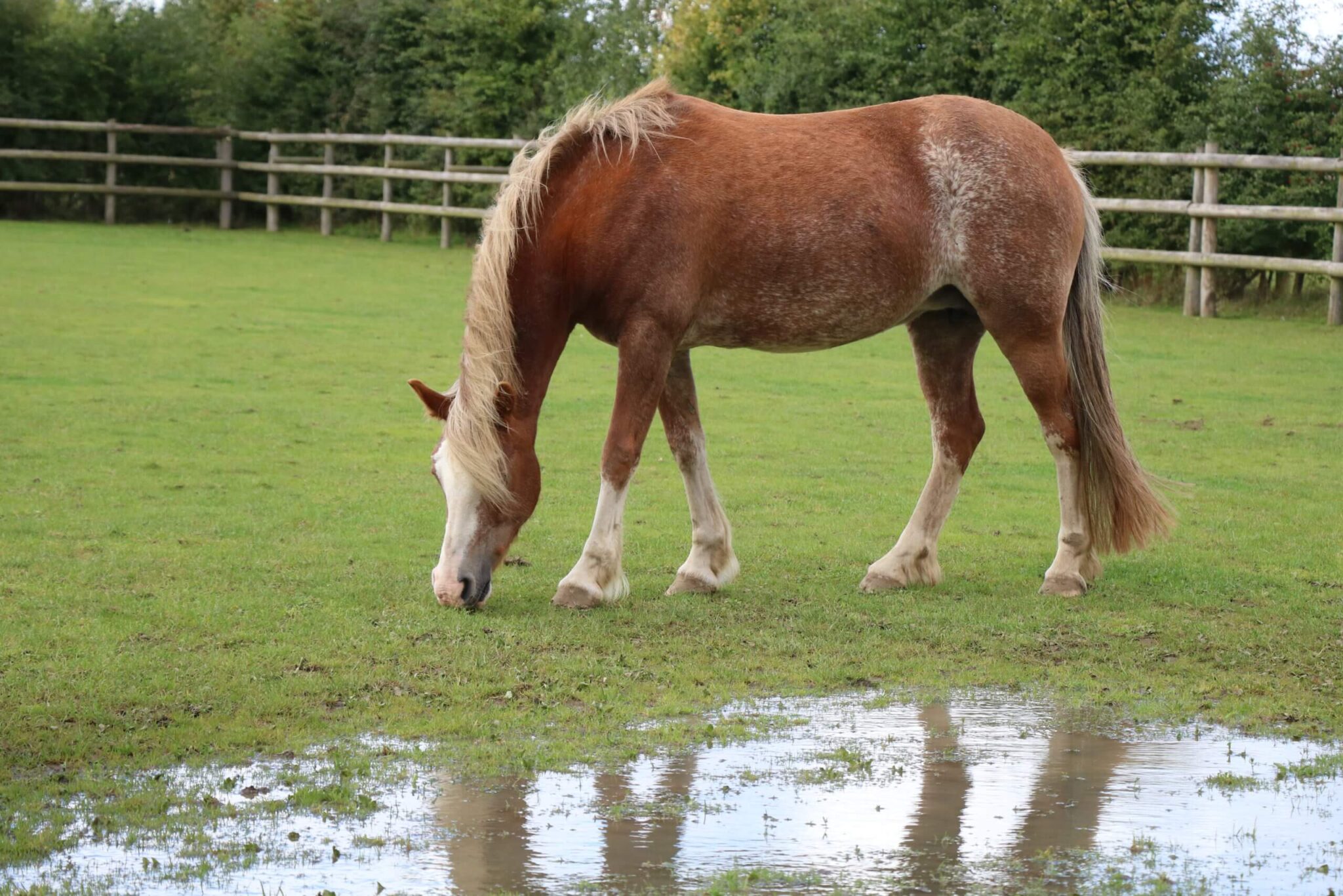 wish the chestnut pony stood in a field with puddles